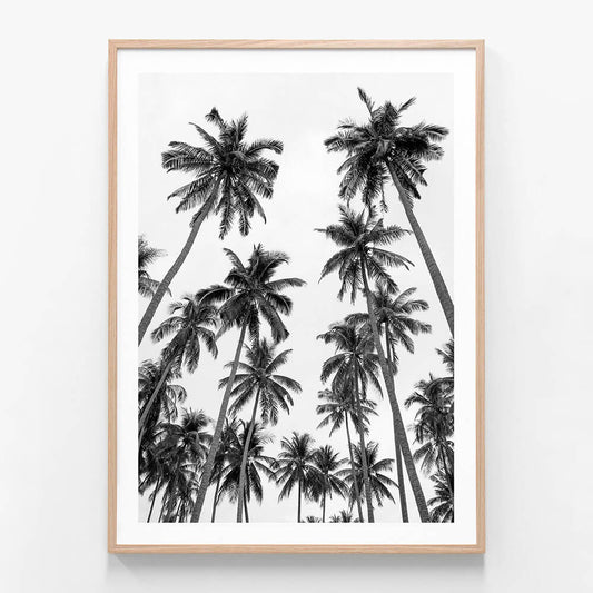 Palm Sky