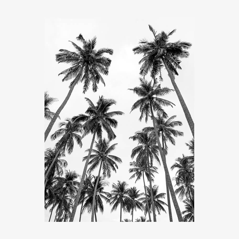 Palm Sky
