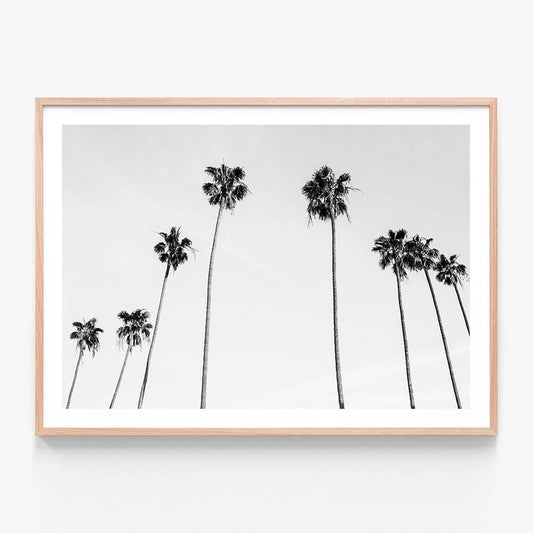 Palm View B&W