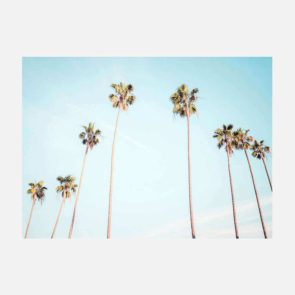 Palm View