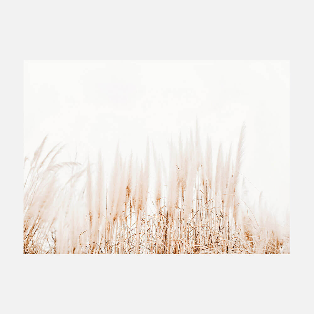 Pampas Grass