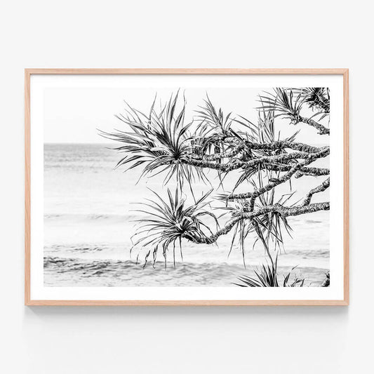 Pandanus View B&W