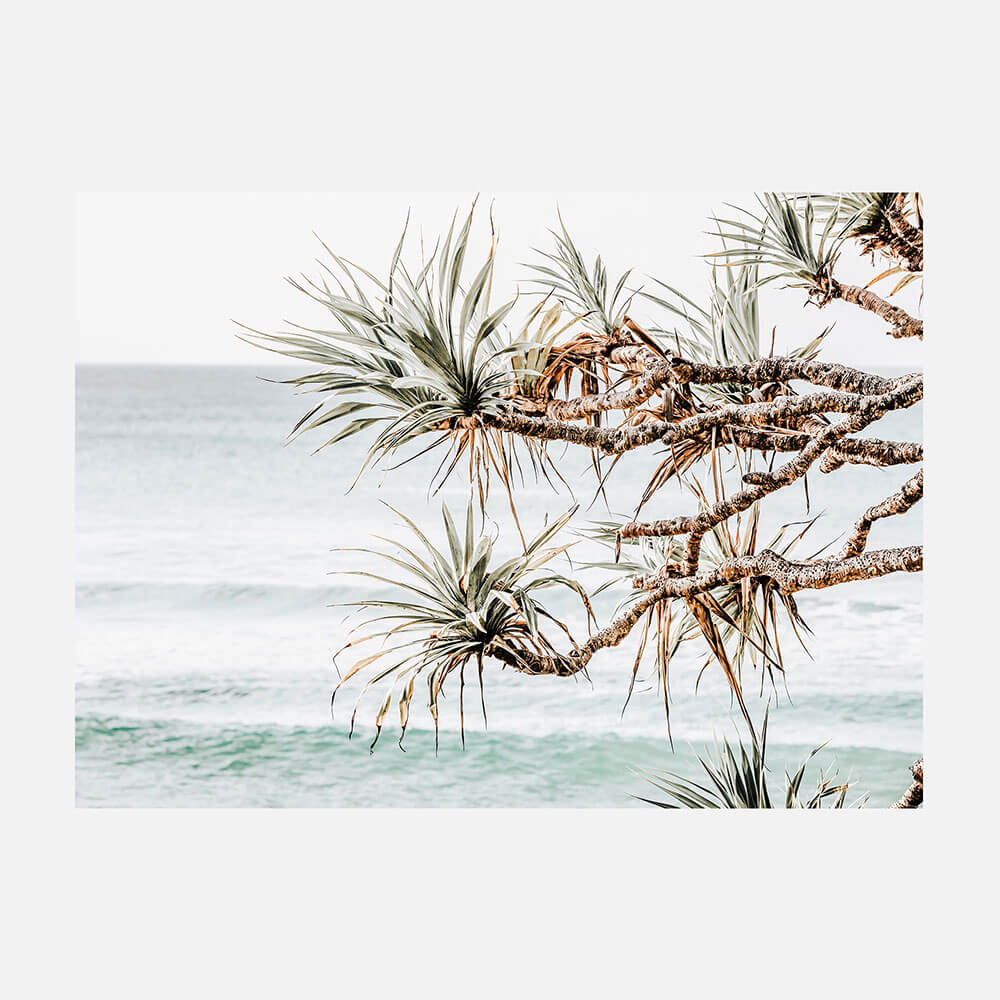 Pandanus View