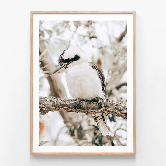 A printed photography artwork of a perching Kookaburra bird framed in an oak frame.