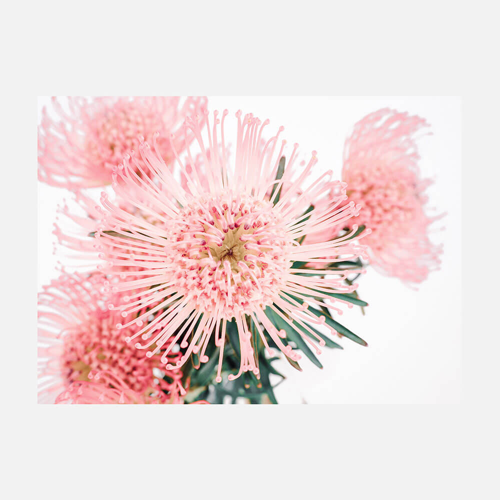 Pincushion