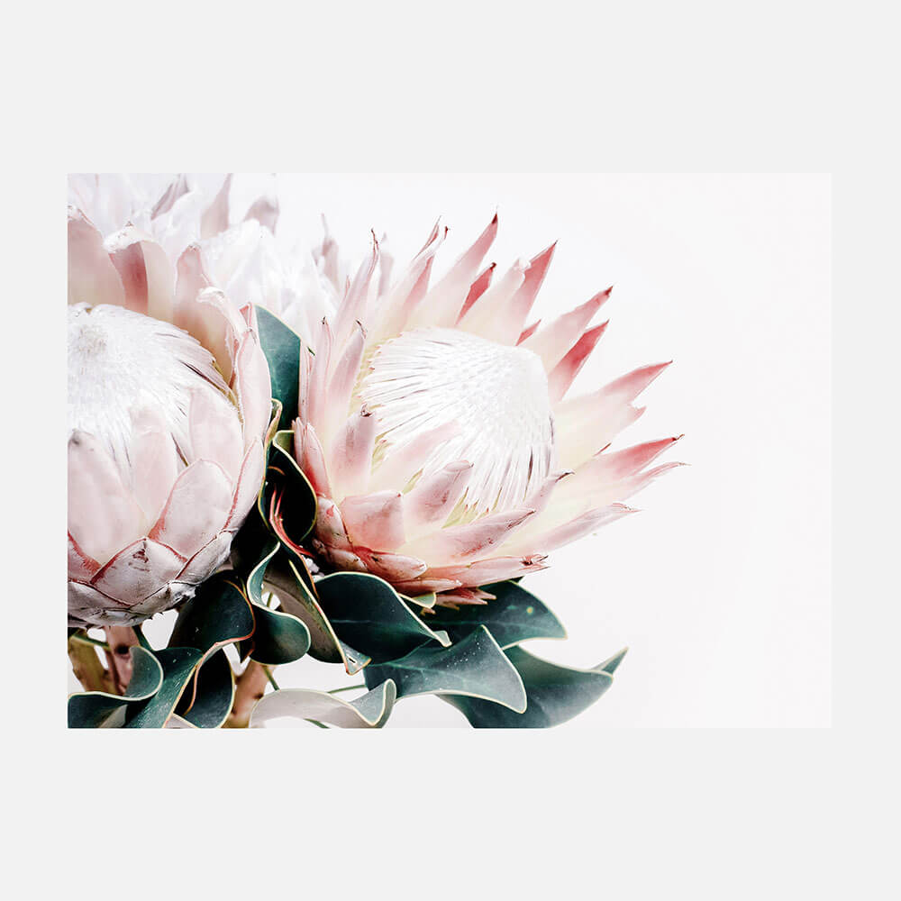 Protea Bouquet