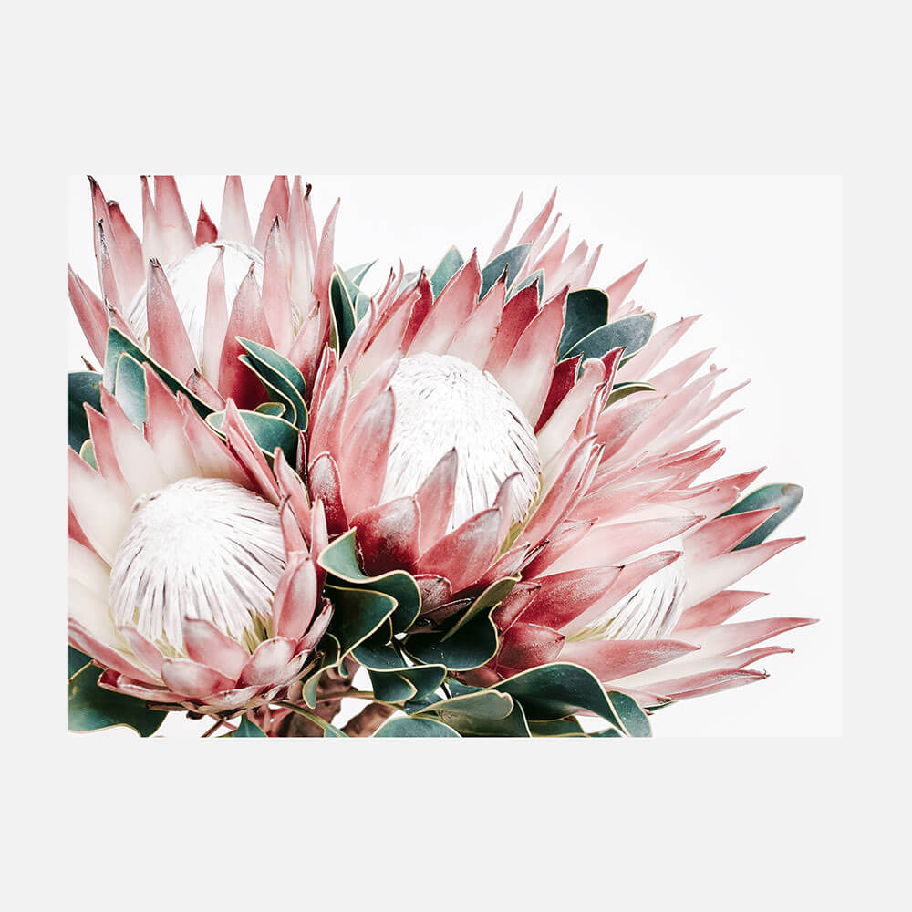Protea Cluster