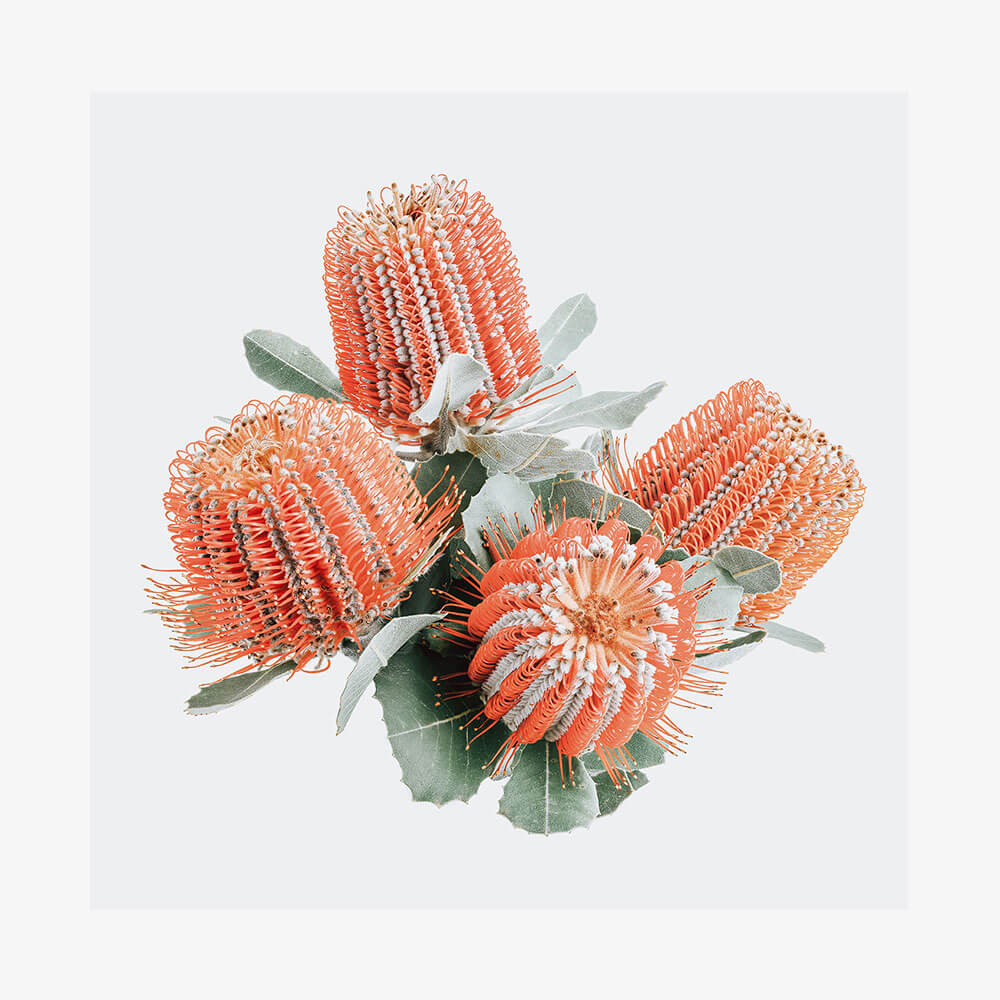 Red Banksia