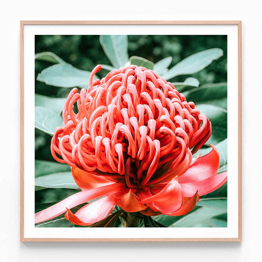 Rouge Waratah