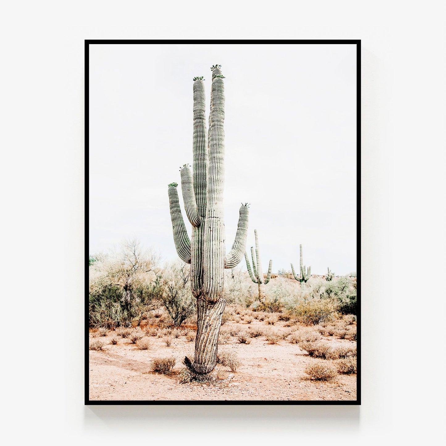 Saguaro Canvas
