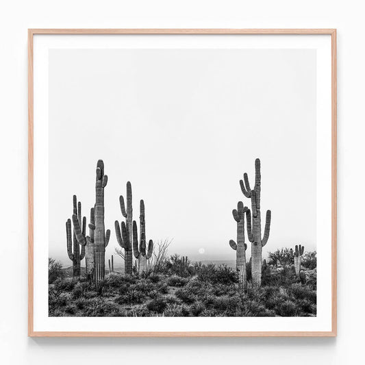 Saguaro Sunrise