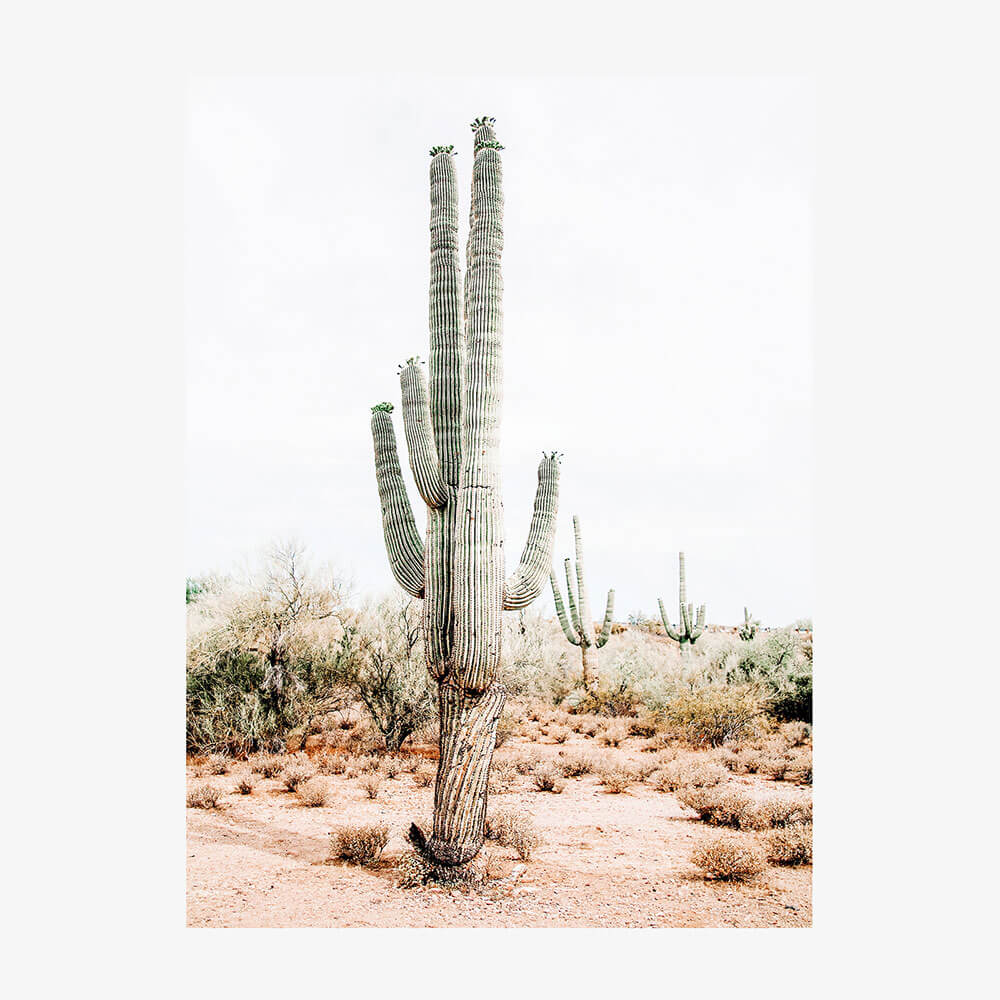 Saguaro
