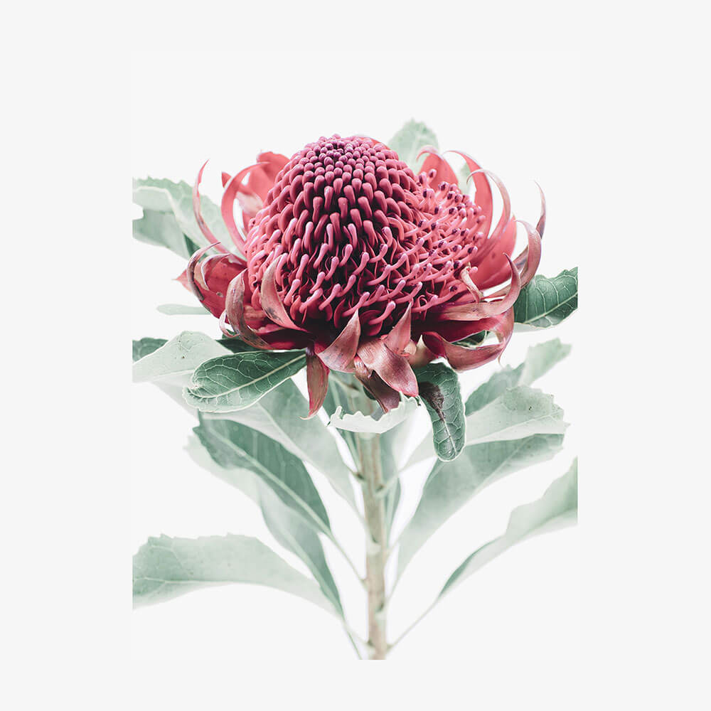 Scarlett Waratah
