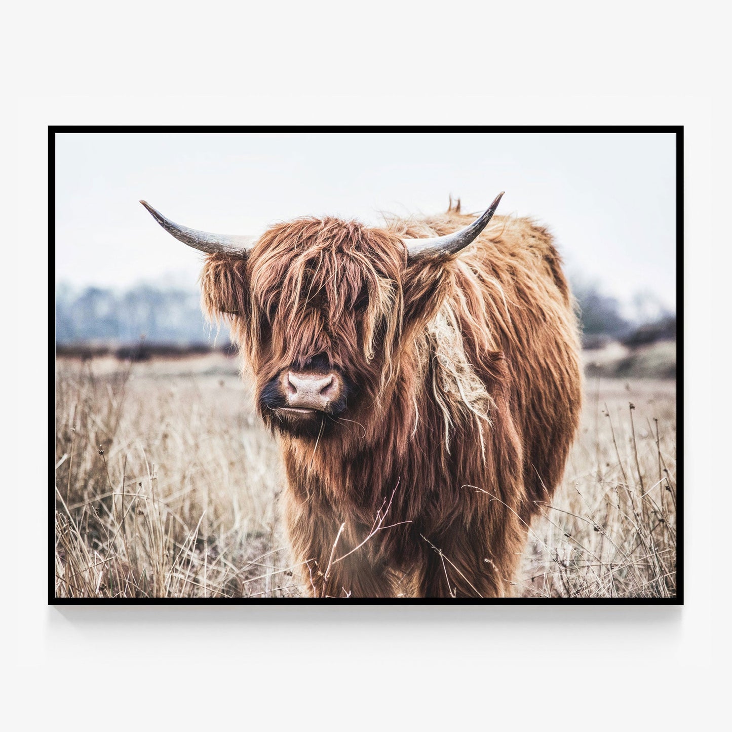 Scottish Cow Canvas