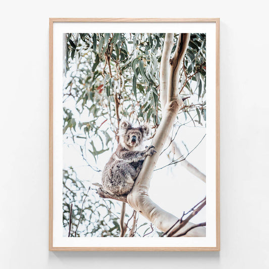 A framed art print featuring a Koala in a gum tree.