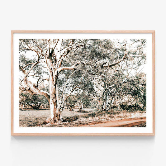Silver Gum