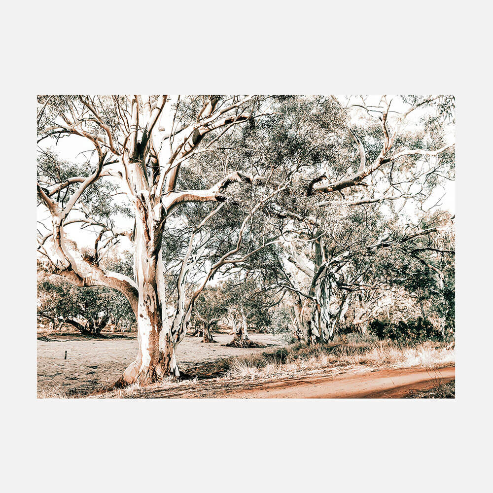 Silver Gum