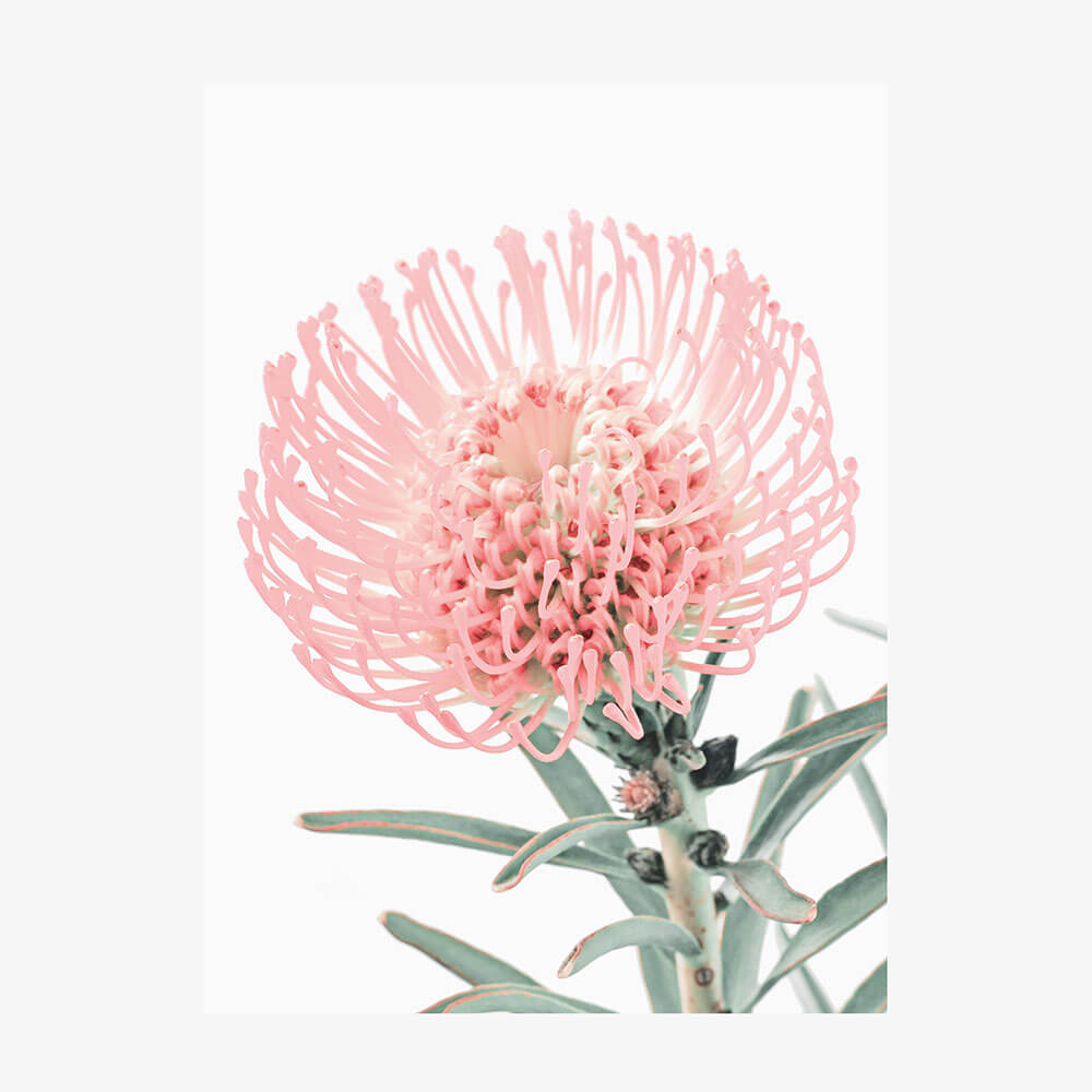Single Pincushion
