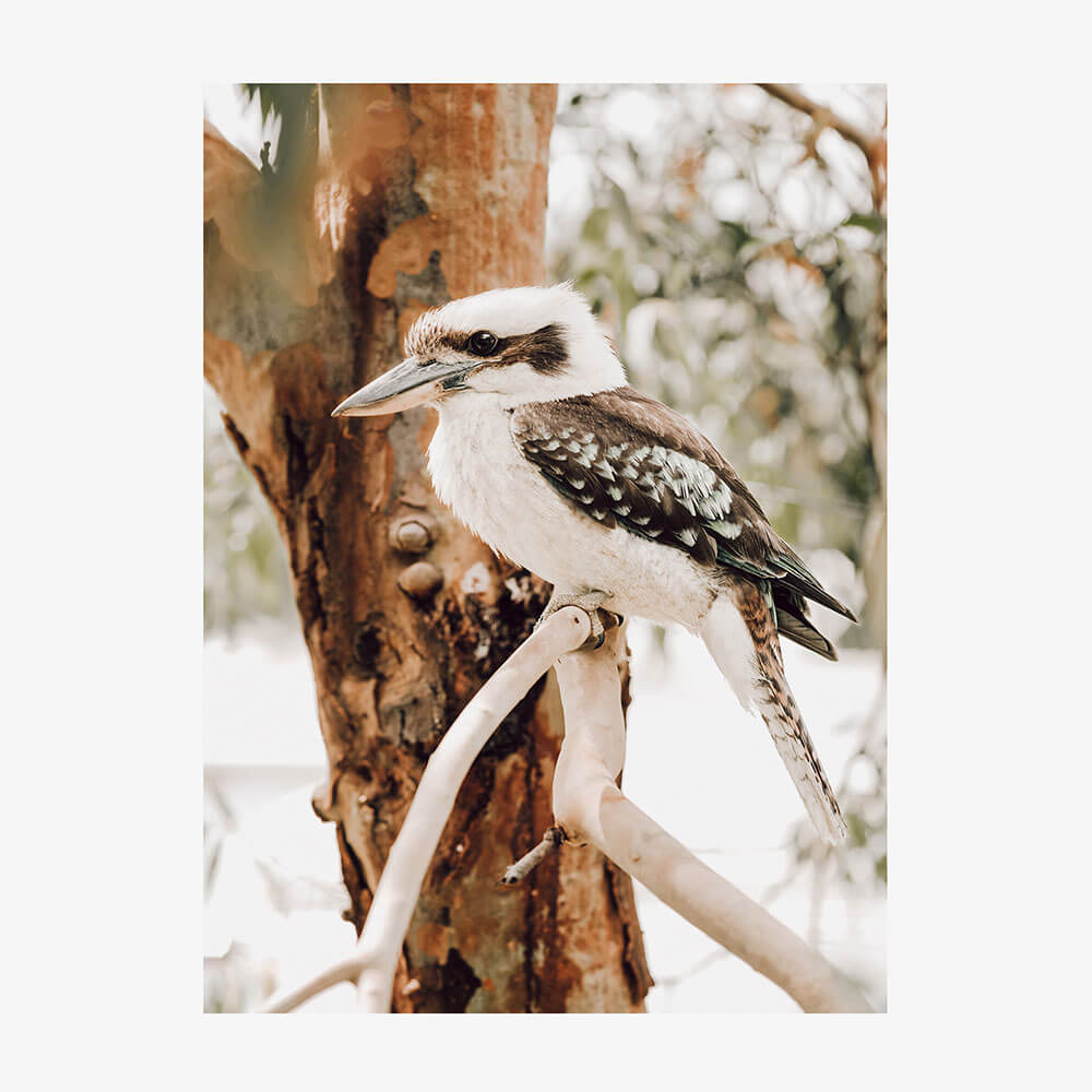 Sitting Kookaburra