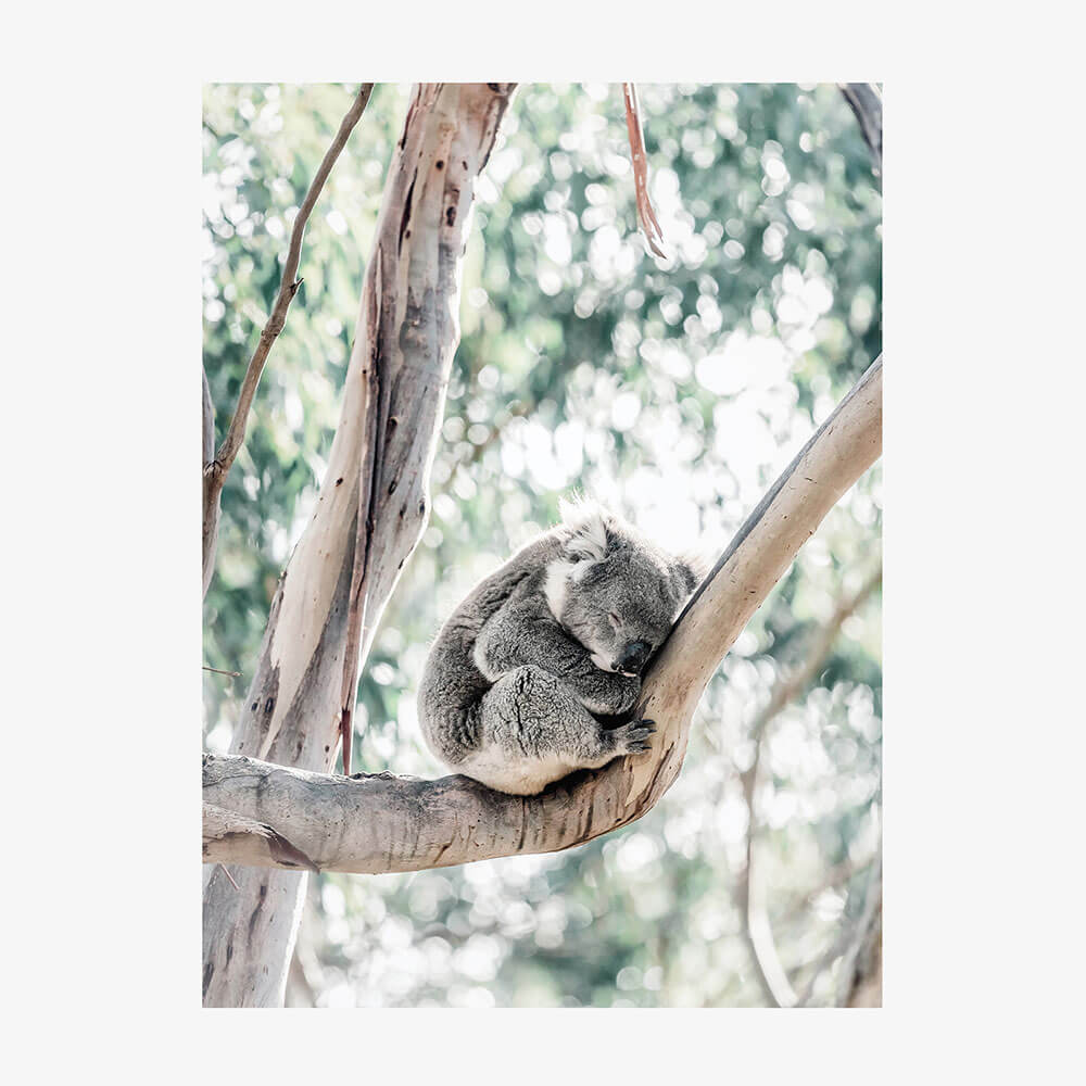 Sleepy Koala