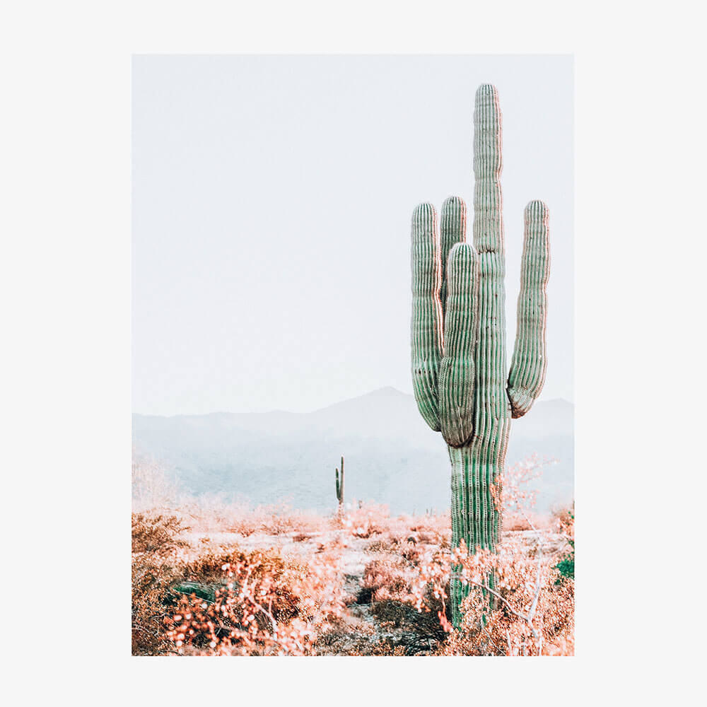 Sonoran Cacti