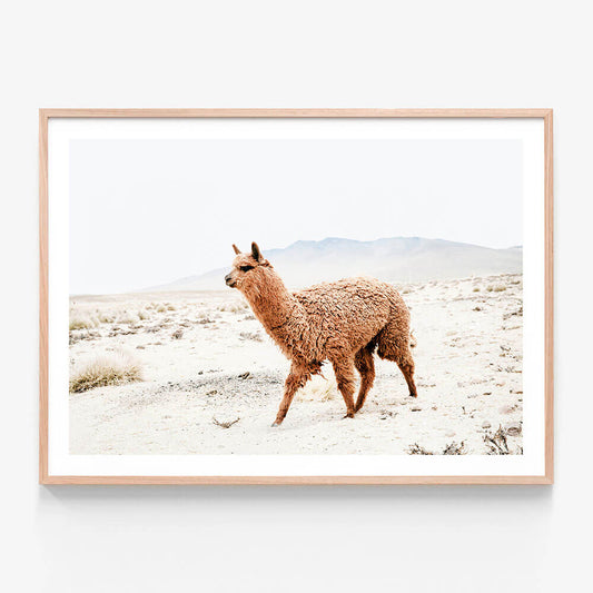 Strolling Llama