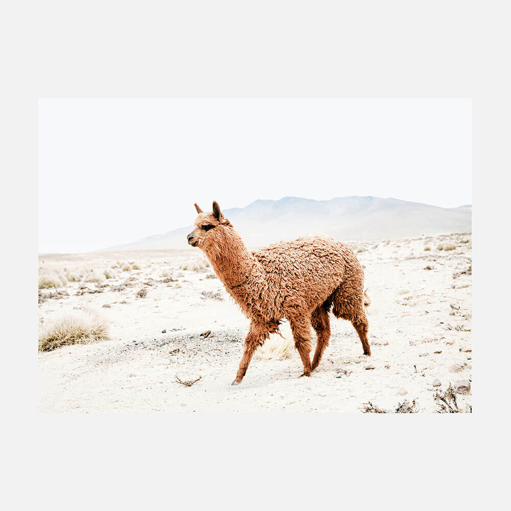 Strolling Llama