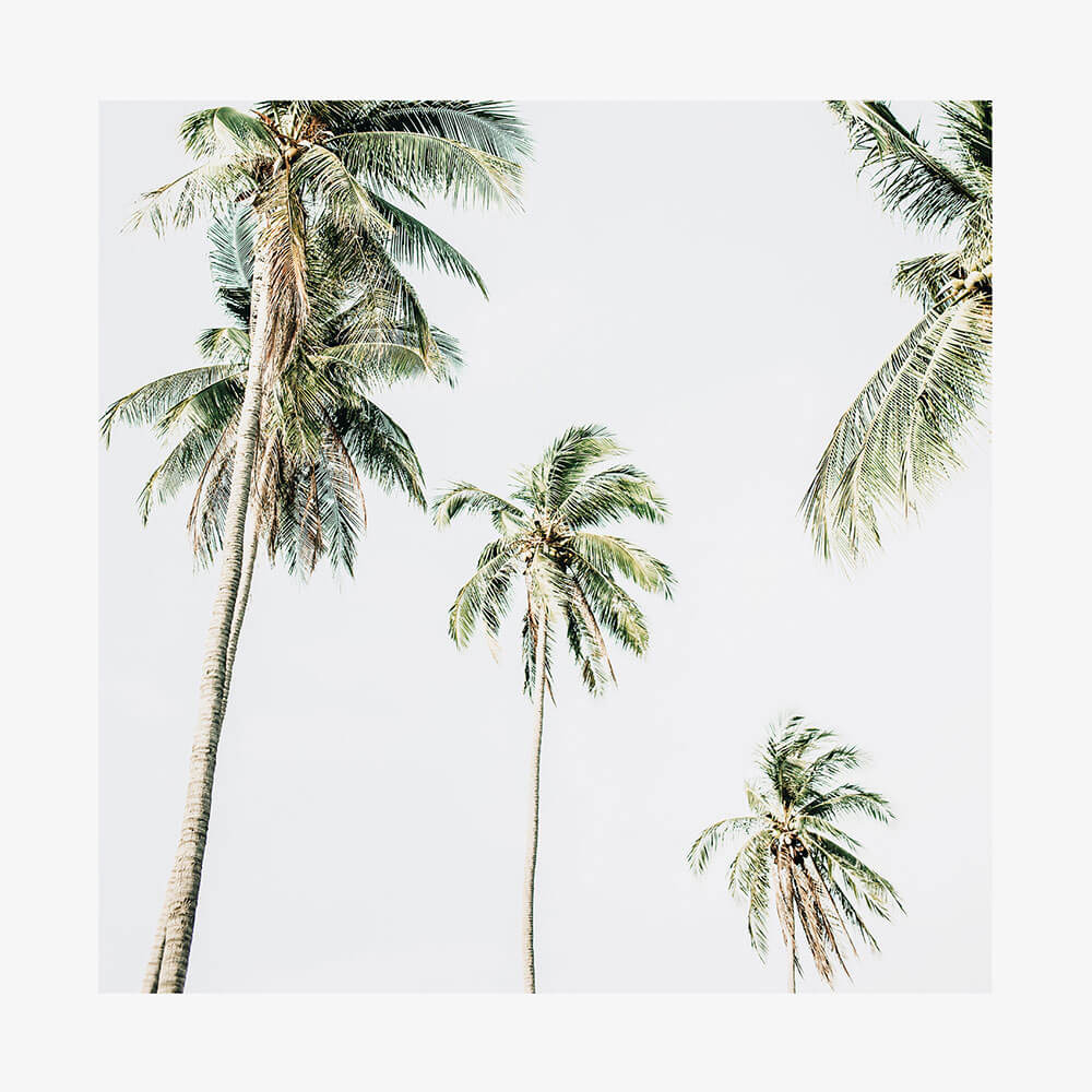 Summer Palms No. 2