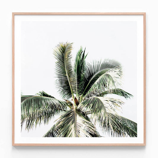 Summer Palms
