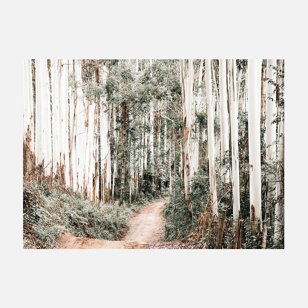 Through the Forest
