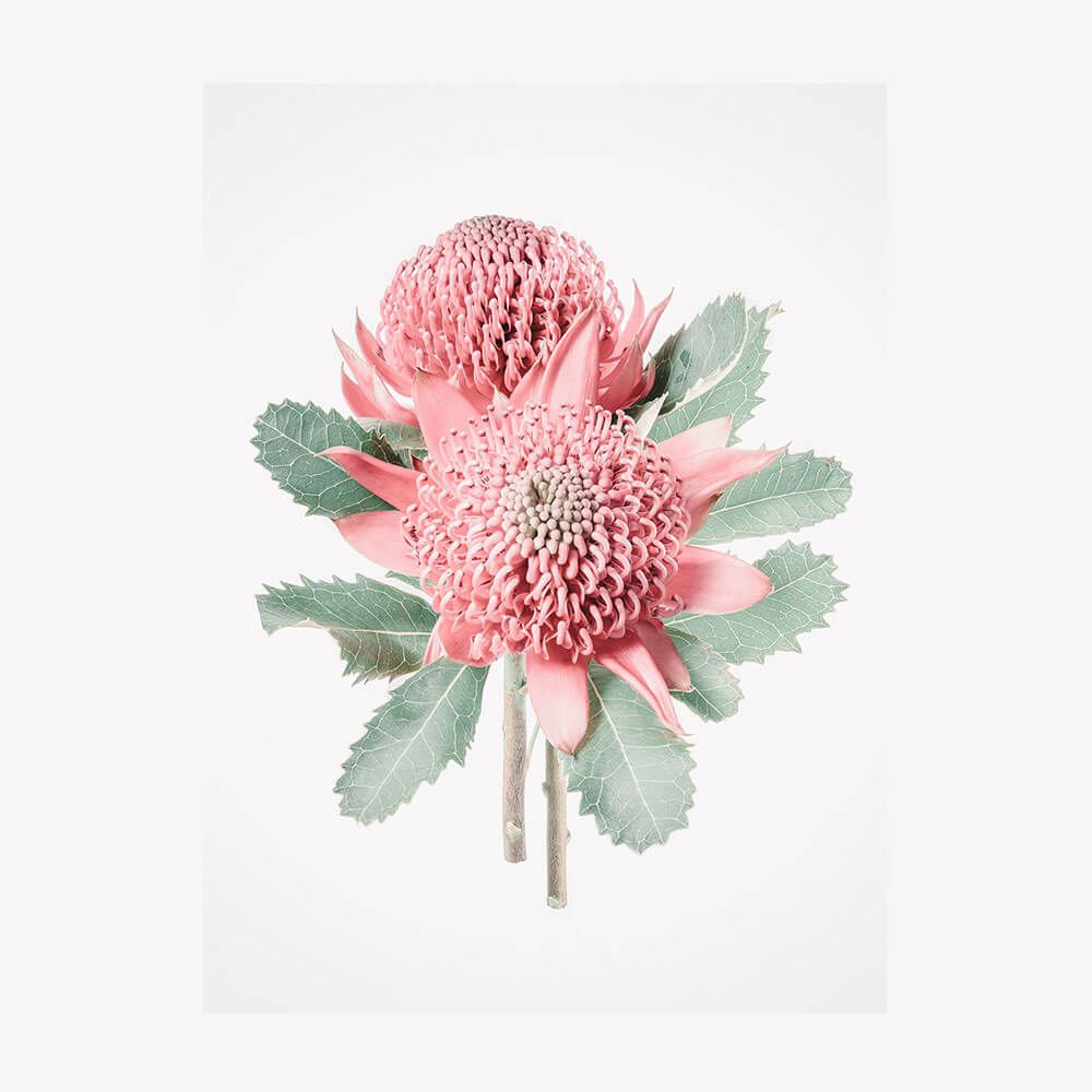 Twin Waratahs