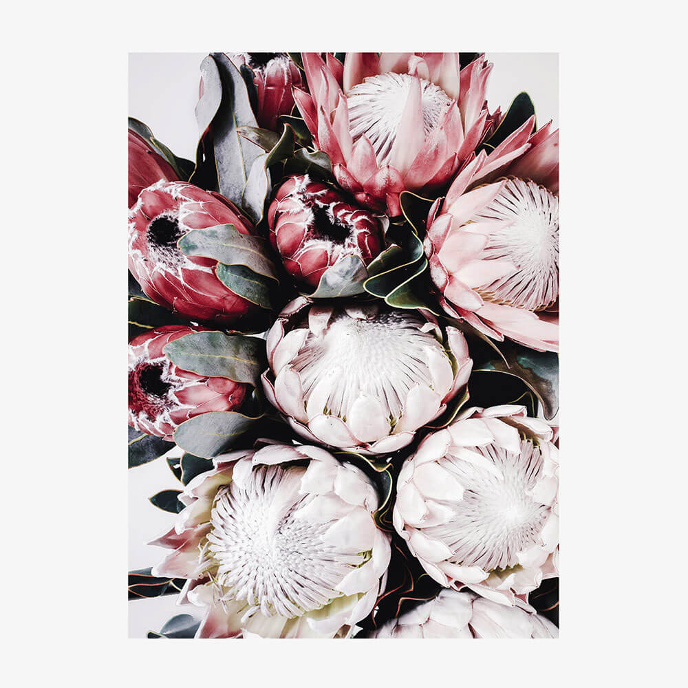 Vintage Protea