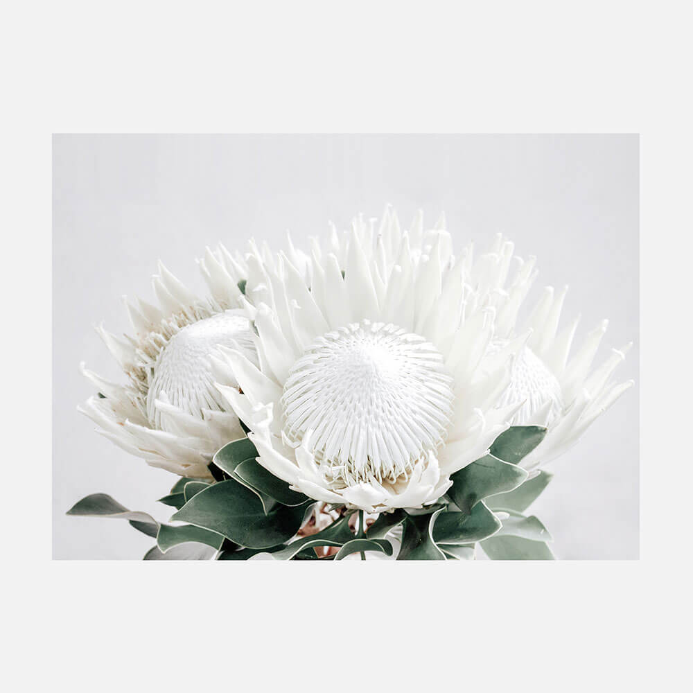 White Proteas