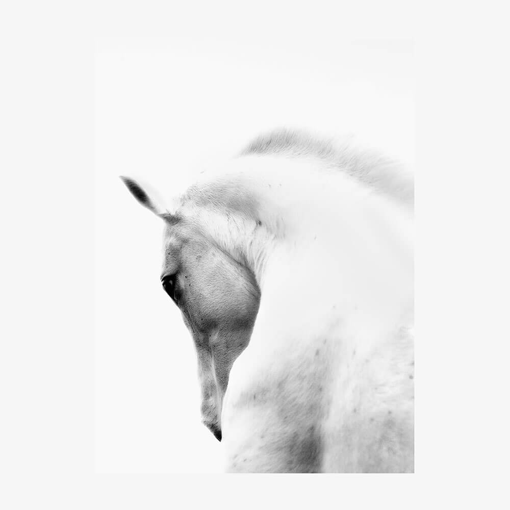 White Stallion