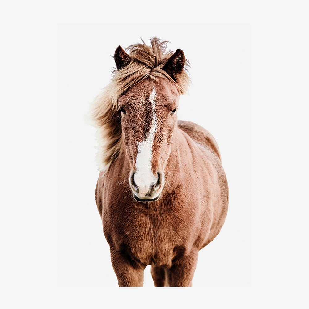 Wild Horse No.5