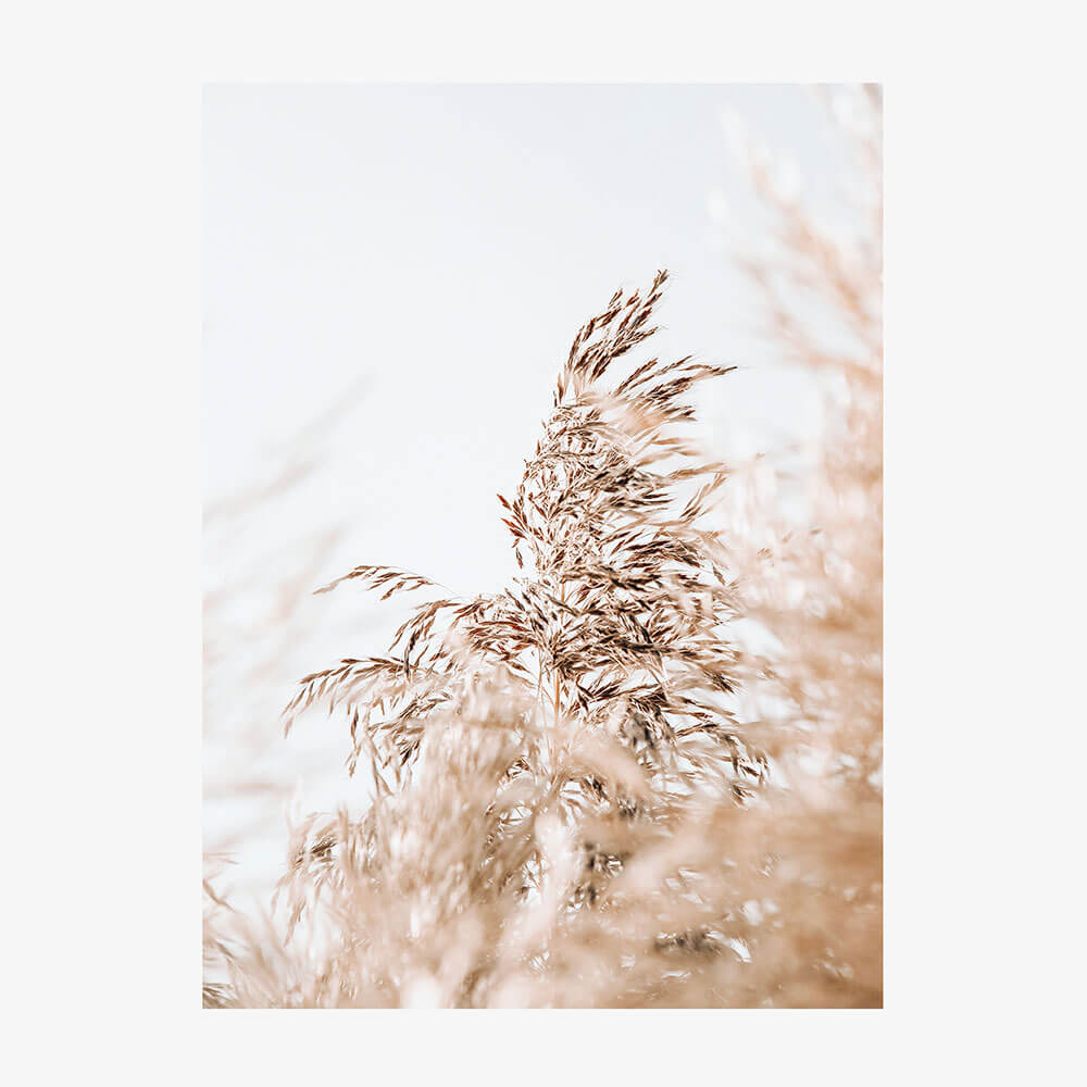 Wild Pampas