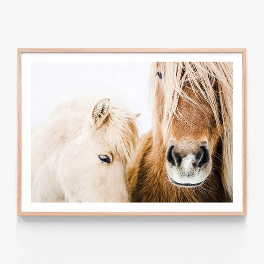 An oak framed photo print of two Icelandic horses.