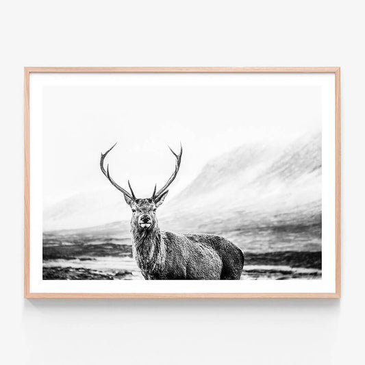 Wild Stag