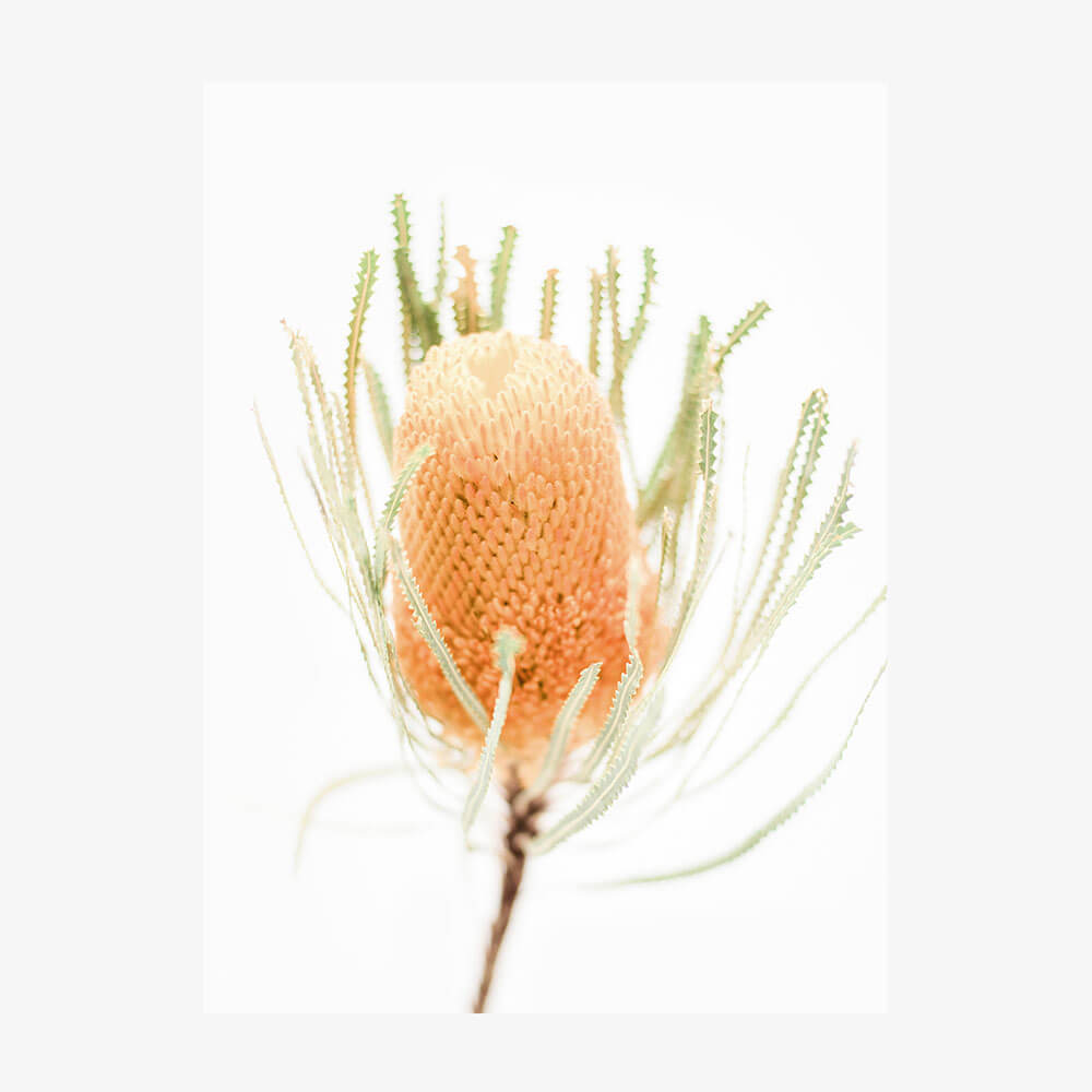 Yellow Banksia