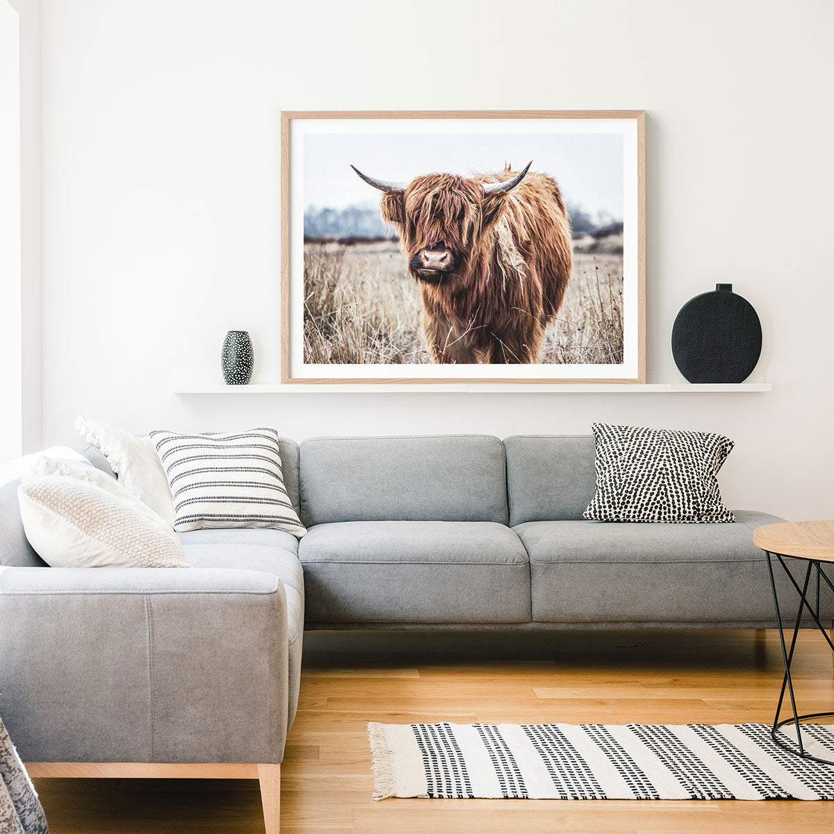 Scottish Cow