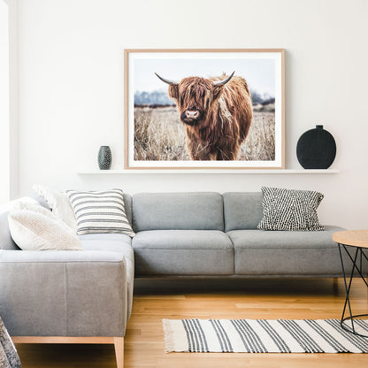 Scottish Cow