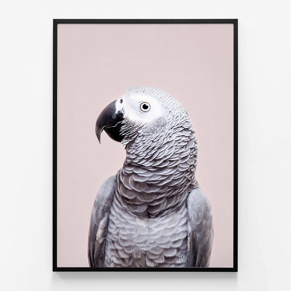 African Grey