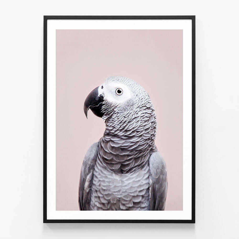 African Grey