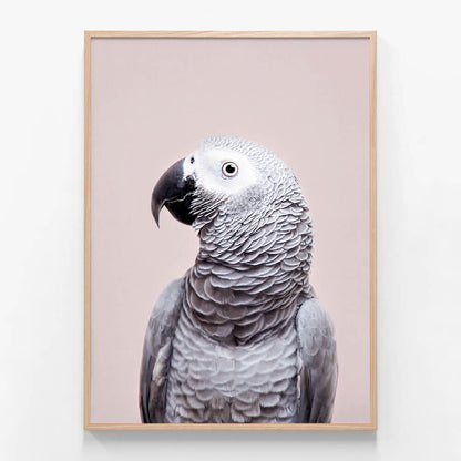 African Grey