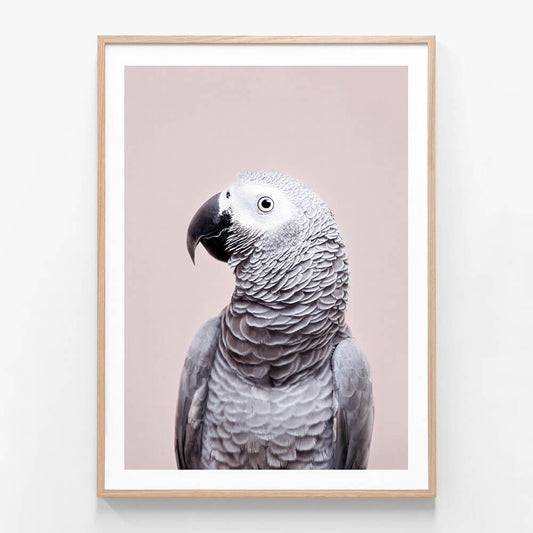 African Grey