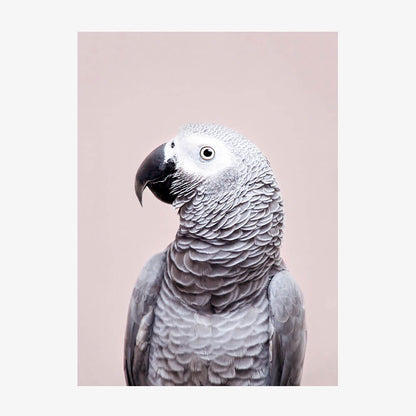 African Grey