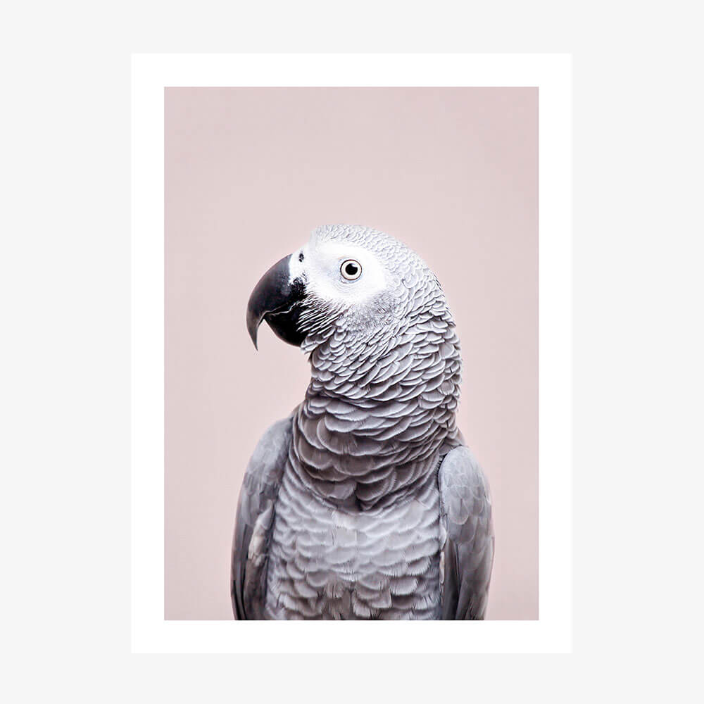 African Grey
