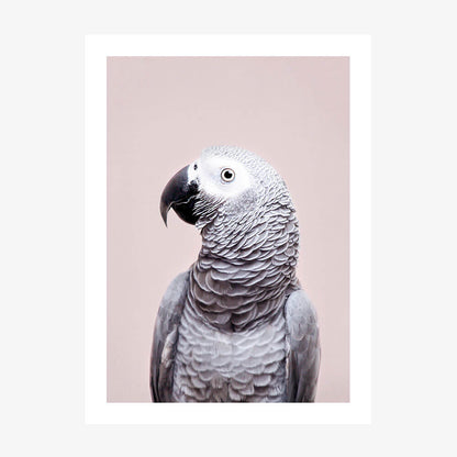 African Grey