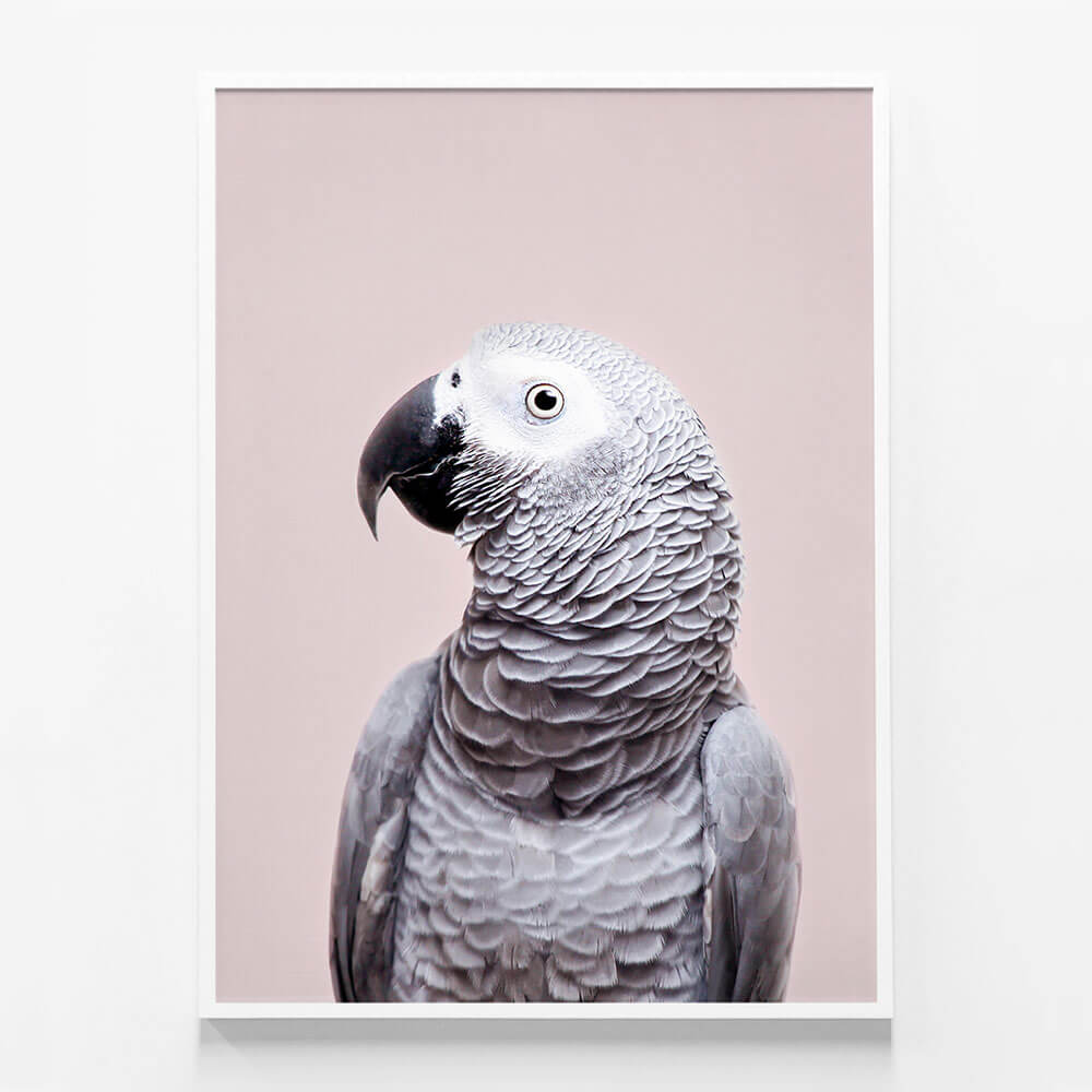 African Grey