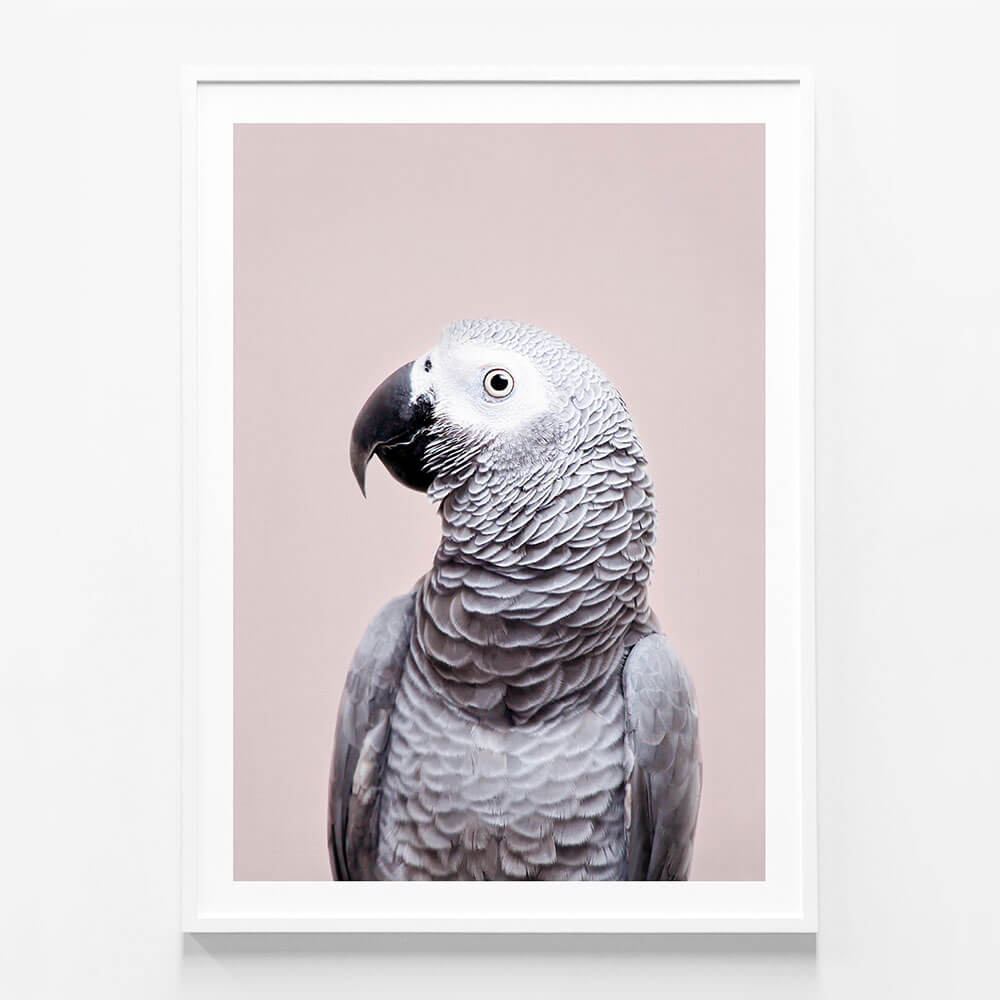 African Grey